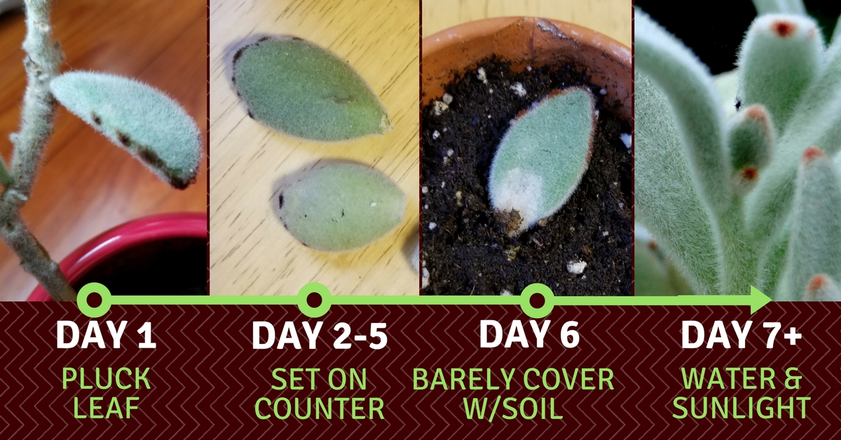 Start Your Own Baby Succulent Plants - Tamara 