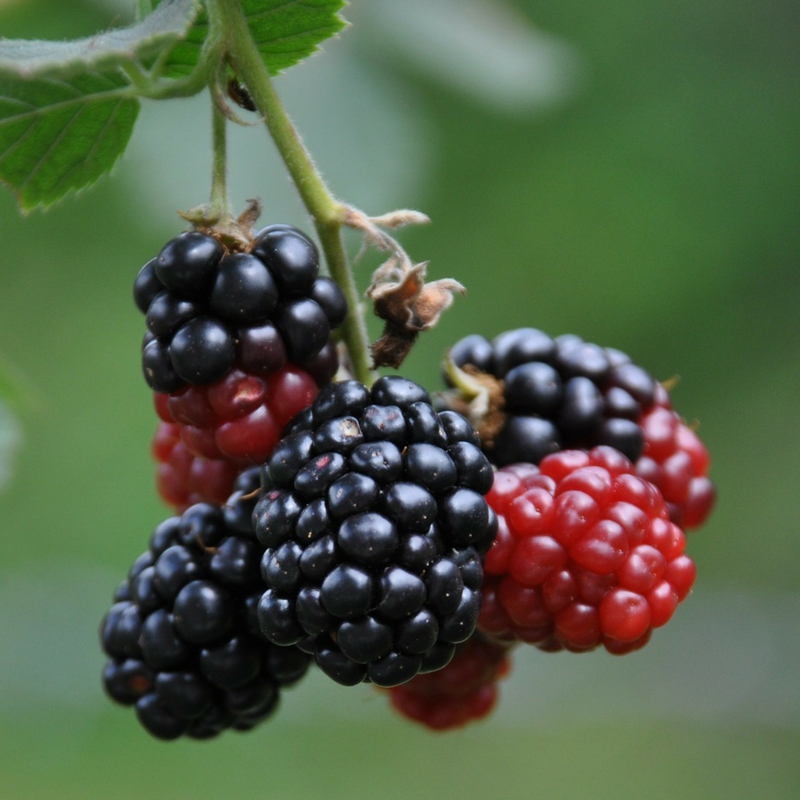 Ripe Mulberries on Tree